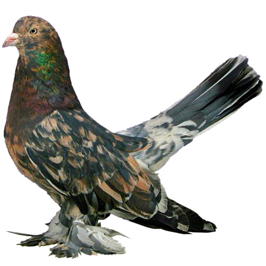 Roller Pigeon